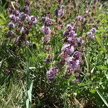 Mentha pulegium \ Polei-Minze / Squaw Mint, Pennyroyal, A Weinviertel,  Michelstetten 15.8.2026
