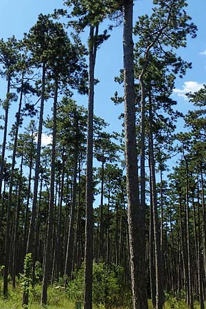Pinus nigra \ Schwarz-Kiefer / Black Pine, Austrian Pine, A Weikersdorf am Steinfeld 2.7.2020
