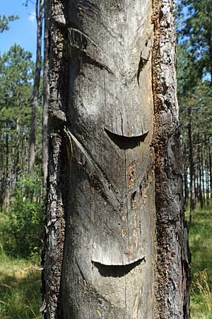 Pinus nigra \ Schwarz-Kiefer / Black Pine, Austrian Pine, A Weikersdorf am Steinfeld 2.7.2020