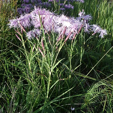 Dianthus superbus subsp. alpestris \ Alpen-Prachtnelke / Alpine Superb Pink, A Pusterwald, Eiskar 29.7.2021