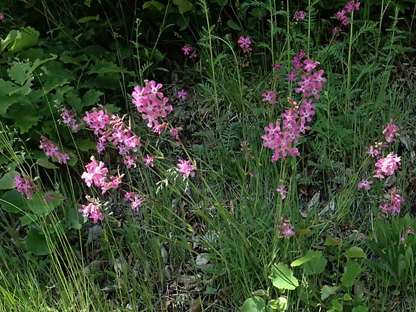 Silene viscaria \ Gewhnliche Pechnelke / Sticky Catchfly, A Melk 9.5.2025