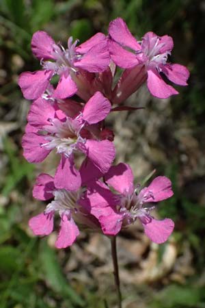 Silene viscaria \ Gewhnliche Pechnelke / Sticky Catchfly, A Melk 9.5.2025