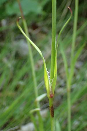 Silene viscaria \ Gewhnliche Pechnelke / Sticky Catchfly, A Melk 9.5.2025