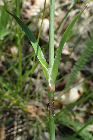 Silene viscaria \ Gewhnliche Pechnelke / Sticky Catchfly, A Melk 9.5.2025