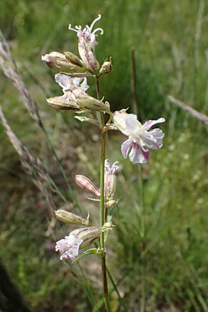 Silene viscaria \ Gewhnliche Pechnelke / Sticky Catchfly, A Fehhaube 9.5.2025