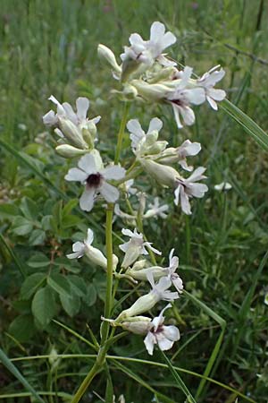 Silene viscaria \ Gewhnliche Pechnelke / Sticky Catchfly, A Fehhaube 9.5.2025