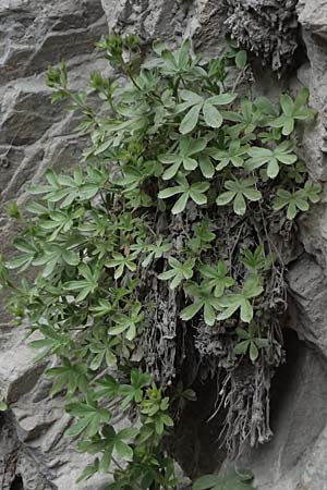 Potentilla nitida \ Dolomiten-Fingerkraut / Pink Cinquefoil, A Osttirol,  Lavant 30.6.2025