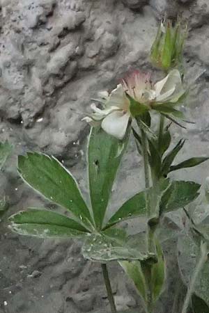 Potentilla nitida \ Dolomiten-Fingerkraut / Pink Cinquefoil, A Osttirol,  Lavant 30.6.2025
