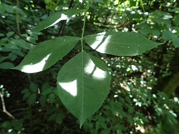 Staphylea pinnata \ Pimpernuss / Bladdernut, A Hainburg 13.6.2026