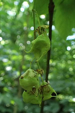 Staphylea pinnata \ Pimpernuss / Bladdernut, A Hainburg 13.6.2026