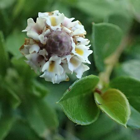 Phyla nodiflora \ Kriechende Teppich-Verbene, Knotenbl�tige Teppich-Verbene / Turtle Grass, Cape Weed, A Burgenland, Gols 13.6.2026