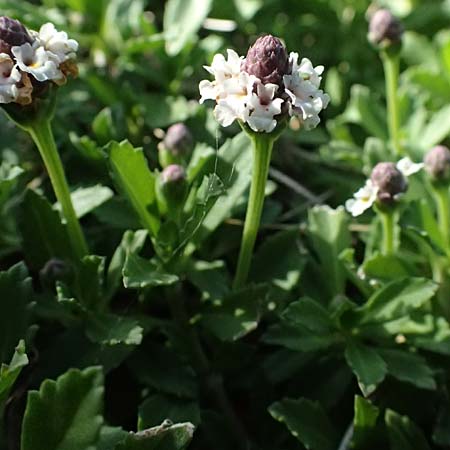 Phyla nodiflora \ Kriechende Teppich-Verbene, Knotenbl�tige Teppich-Verbene / Turtle Grass, Cape Weed, A Burgenland, Gols 13.6.2026