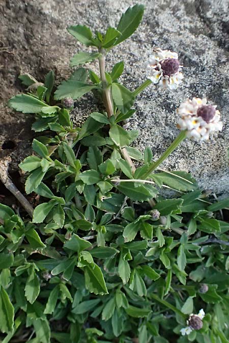 Phyla nodiflora \ Kriechende Teppich-Verbene, Knotenbl�tige Teppich-Verbene / Turtle Grass, Cape Weed, A Burgenland, Gols 13.6.2026