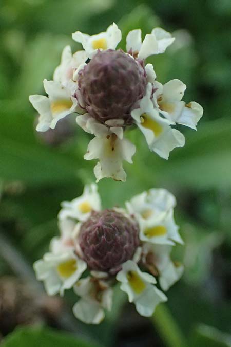 Phyla nodiflora \ Kriechende Teppich-Verbene, Knotenbl�tige Teppich-Verbene / Turtle Grass, Cape Weed, A Burgenland, Gols 13.6.2026