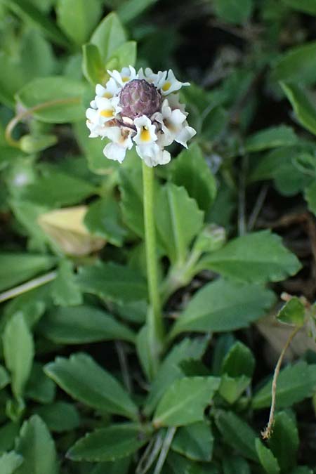 Phyla nodiflora \ Kriechende Teppich-Verbene, Knotenbl�tige Teppich-Verbene / Turtle Grass, Cape Weed, A Burgenland, Gols 13.6.2026