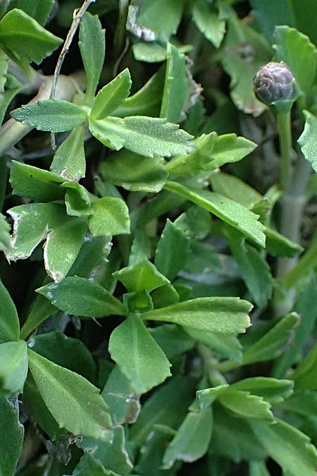 Phyla nodiflora \ Kriechende Teppich-Verbene, Knotenbl�tige Teppich-Verbene / Turtle Grass, Cape Weed, A Burgenland, Gols 13.6.2026