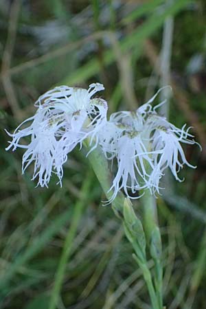 Dianthus superbus subsp. superbus \ Gew�hnliche Prachtnelke / Superb Pink, Large Pink, A Bad Leonfelden 14.8.2026