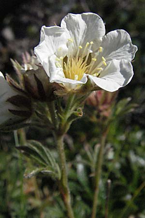 Potentilla clusiana \ Ostalpen-Fingerkraut / Clusius Cinquefoil, A Kärnten/Carinthia, Petzen 21.7.2007