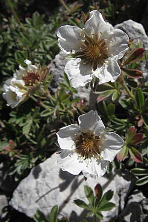Potentilla clusiana \ Ostalpen-Fingerkraut / Clusius Cinquefoil, A Kärnten/Carinthia, Petzen 21.7.2007