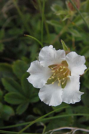 Potentilla clusiana \ Ostalpen-Fingerkraut / Clusius Cinquefoil, A Kärnten/Carinthia, Petzen 21.7.2007