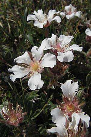 Potentilla clusiana \ Ostalpen-Fingerkraut / Clusius Cinquefoil, A Kärnten/Carinthia, Petzen 21.7.2007