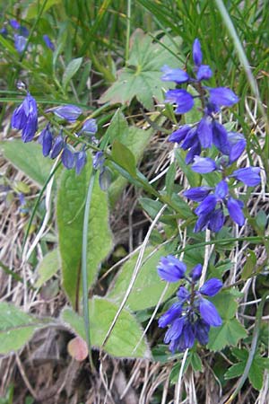 Polygala alpestris \ Voralpen-Kreuzblume, Berg-Kreuzblmchen / Alpine Milkwort, A Kärnten/Carinthia, Hochobir 1.7.2010