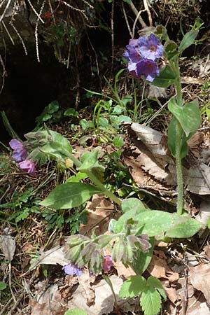 Pulmonaria officinalis \ Echtes Lungenkraut / Lungwort, A Kärnten/Carinthia, Hochobir 19.5.2016