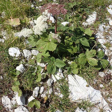 Peucedanum ostruthium \ Meisterwurz / Masterwort, A Kärnten/Carinthia, Petzen 8.8.2016