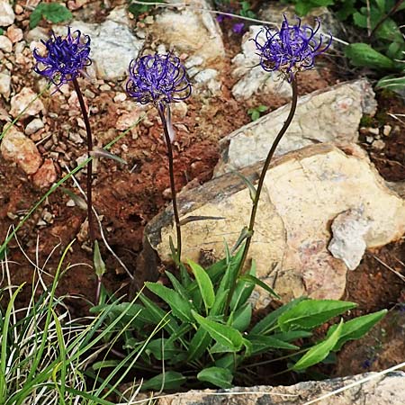 Phyteuma orbiculare \ Kugel-Rapunzel / Round-Headed Rampion, A Schneealpe 30.6.2020