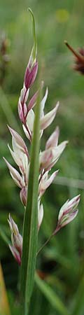 Poa bulbosa \ Knolliges Rispengras / Bulbous Meadow Grass, A Wölzer Tauern, Kleiner Zinken 26.6.2021