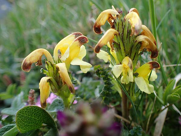 Pedicularis oederi \ Oeders Lusekraut, Buntes Lusekraut / Oeder's Lousewort, A Wölzer Tauern, Kleiner Zinken 26.6.2021