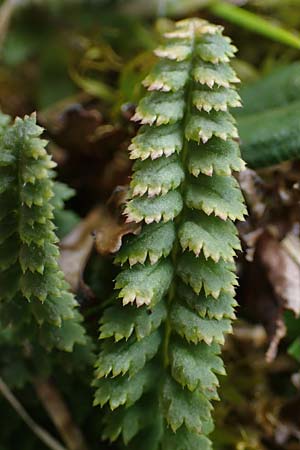 Pedicularis oederi \ Oeders Lusekraut, Buntes Lusekraut / Oeder's Lousewort, A Wölzer Tauern, Hoher Zinken 26.6.2021