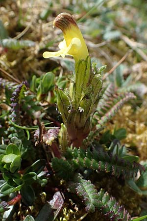 Pedicularis oederi \ Oeders Lusekraut, Buntes Lusekraut / Oeder's Lousewort, A Wölzer Tauern, Hoher Zinken 26.6.2021