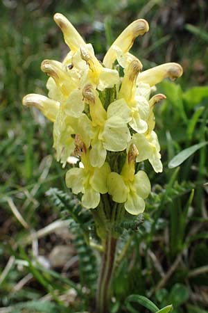 Pedicularis oederi \ Oeders Lusekraut, Buntes Lusekraut / Oeder's Lousewort, A Wölzer Tauern, Hoher Zinken 26.6.2021