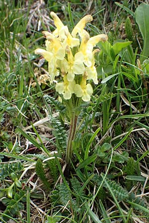 Pedicularis oederi \ Oeders Lusekraut, Buntes Lusekraut / Oeder's Lousewort, A Wölzer Tauern, Hoher Zinken 26.6.2021