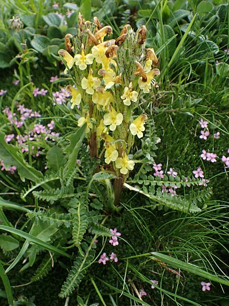 Pedicularis oederi \ Oeders Lusekraut, Buntes Lusekraut / Oeder's Lousewort, A Wölzer Tauern, Hoher Zinken 26.6.2021