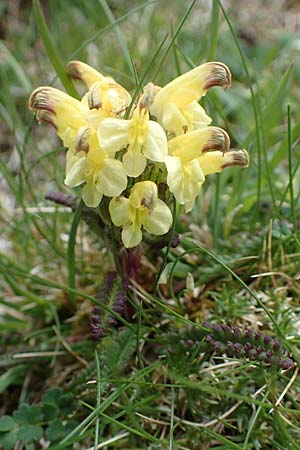 Pedicularis oederi \ Oeders Lusekraut, Buntes Lusekraut / Oeder's Lousewort, A Wölzer Tauern, Hoher Zinken 26.6.2021