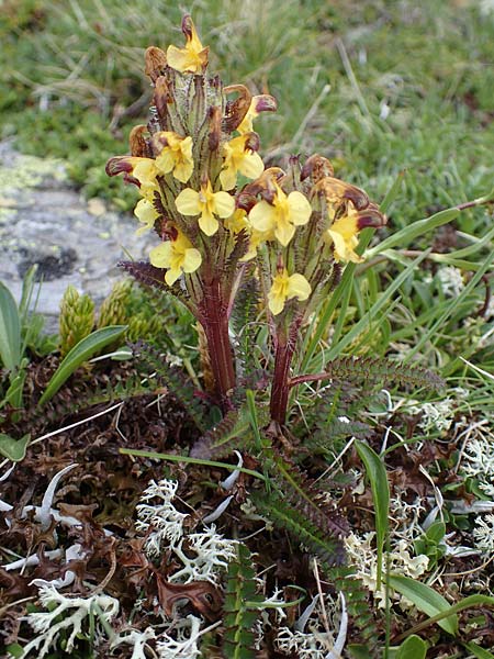 Pedicularis oederi \ Oeders Lusekraut, Buntes Lusekraut / Oeder's Lousewort, A Wölzer Tauern, Hoher Zinken 26.6.2021