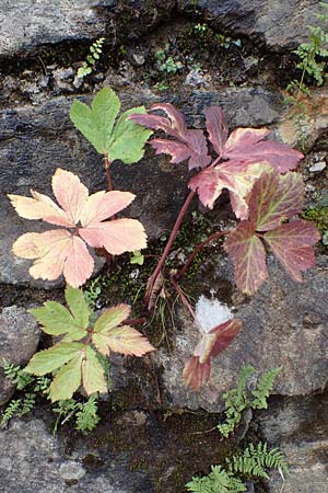 Peucedanum ostruthium \ Meisterwurz / Masterwort, A Niedere Tauern, Sölk-Pass 26.7.2021