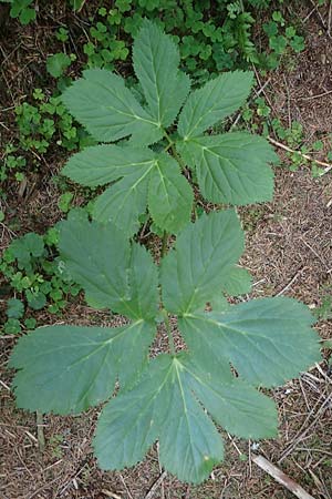 Peucedanum ostruthium \ Meisterwurz / Masterwort, A Ingeringsee 27.7.2021