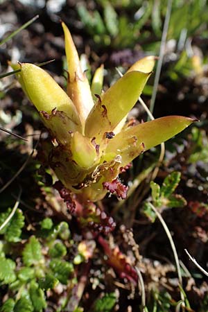 Pedicularis oederi \ Oeders Lusekraut, Buntes Lusekraut / Oeder's Lousewort, A Wölzer Tauern, Hohenwart 29.7.2021