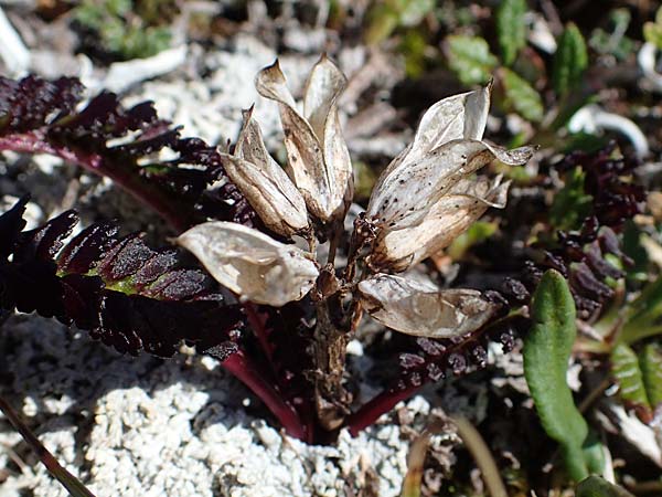 Pedicularis oederi \ Oeders Lusekraut, Buntes Lusekraut / Oeder's Lousewort, A Wölzer Tauern, Hohenwart 29.7.2021