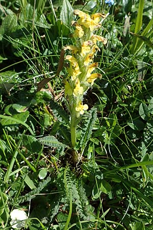 Pedicularis oederi \ Oeders Lusekraut, Buntes Lusekraut / Oeder's Lousewort, A Wölzer Tauern, Hohenwart 29.7.2021