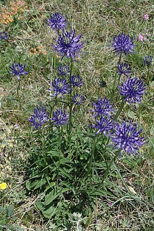 Phyteuma orbiculare \ Kugel-Rapunzel / Round-Headed Rampion, A Hainburg 14.5.2022