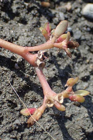 Portulaca oleracea agg. / Common Purslane, A Seewinkel, Apetlon 26.9.2022