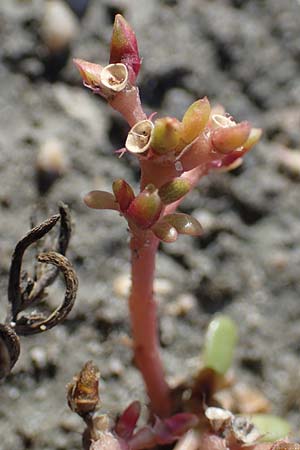 Portulaca oleracea agg. / Common Purslane, A Seewinkel, Apetlon 26.9.2022