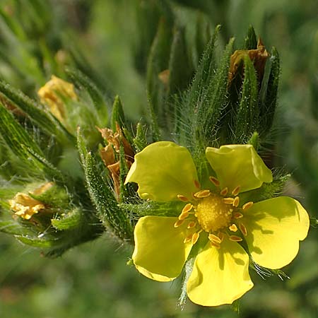 Potentilla recta \ Aufrechtes Fingerkraut, Hohes Fingerkraut / Sulphur Cinquefoil, A Gumpoldskirchen 9.7.2023