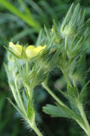 Potentilla recta \ Aufrechtes Fingerkraut, Hohes Fingerkraut / Sulphur Cinquefoil, A Gumpoldskirchen 9.7.2023