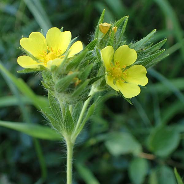 Potentilla recta \ Aufrechtes Fingerkraut, Hohes Fingerkraut / Sulphur Cinquefoil, A Gumpoldskirchen 9.7.2023