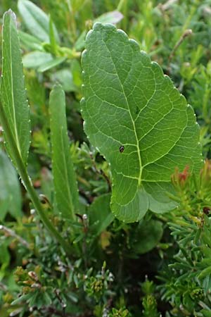 Phyteuma orbiculare \ Kugel-Rapunzel / Round-Headed Rampion, A Admont 5.7.2024